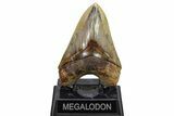 Serrated, Fossil Megalodon Tooth - Indonesia #279190-1